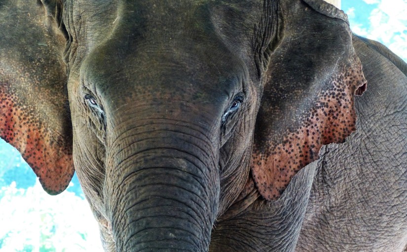 Green Hill Valley – Ein Tag im Elefantencamp