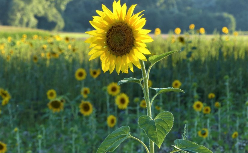 Der Geschmack von&nbsp;Glück